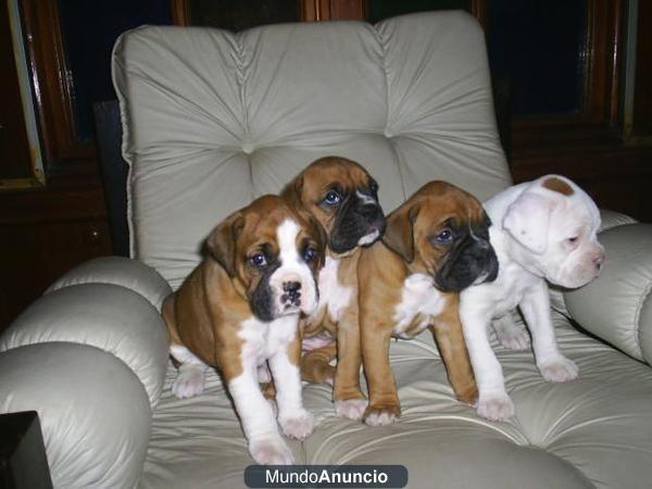 regalo boxer cachorros para adopcion