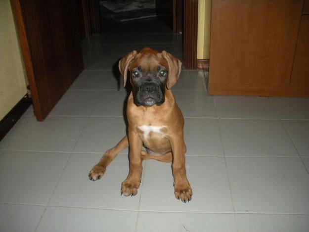 Ultimos cachorros de Boxer