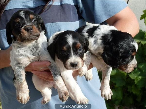 Ultimos cachorros MACHOS de E.Breton con pedigri tricolores