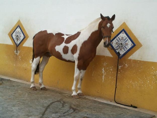 Vebdo Caballo Pio