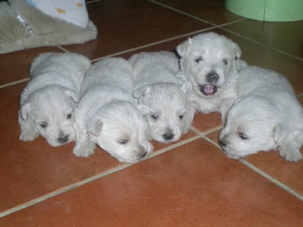 West higland white terrier