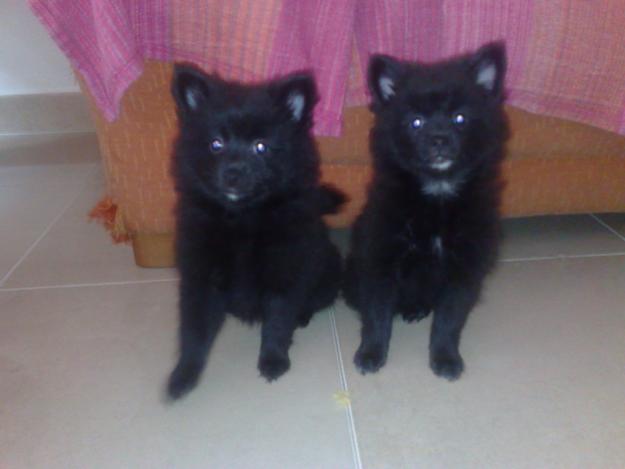 CACHORRITAS DE POMERANIA