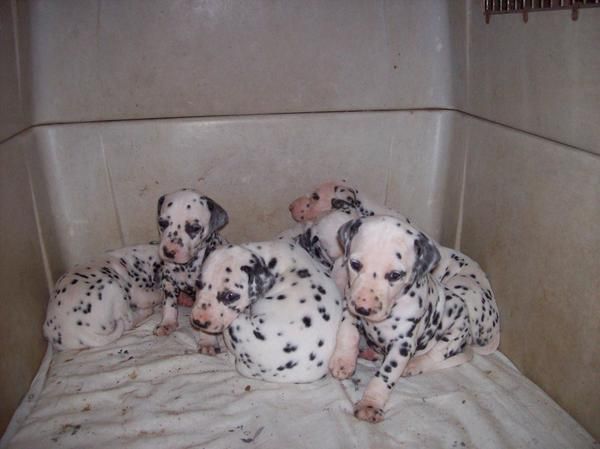 cachorros dalmatas muy bien pigmentados