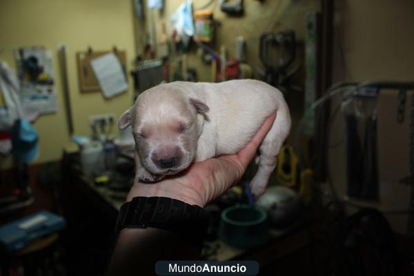 CACHORROS GOLDEN RETRIEVER (ASTURIAS)