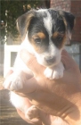 cachorros JACK RUSSELL con PEDIGREE - mejor precio | unprecio.es