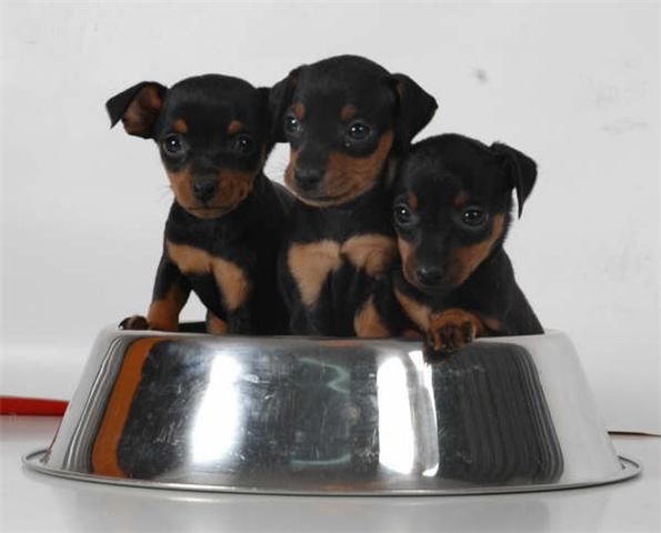 Economicos Mini pincher, cachorros de 2 meses