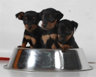 Economicos Mini pincher, cachorros de 2 meses - mejor precio | unprecio.es