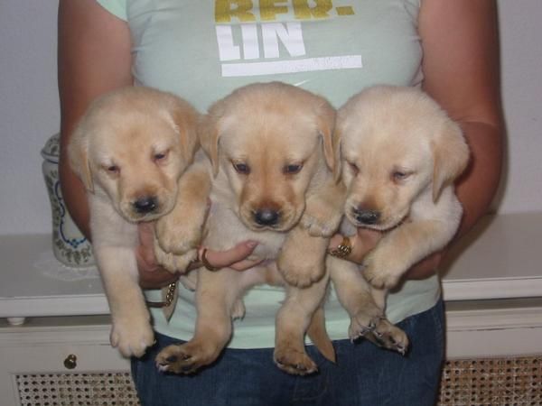 Labradores retriever cachorros,pedigree.