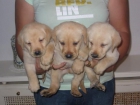 Labradores retriever cachorros,pedigree. - mejor precio | unprecio.es