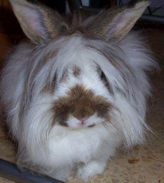 REGALO CONEJO DE ANGORA