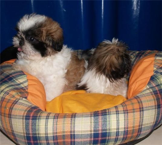 Shih-Tzu,excelentes y adorables