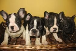 BULLDOG FRANCES, EXCELENTES CACHORROS 450