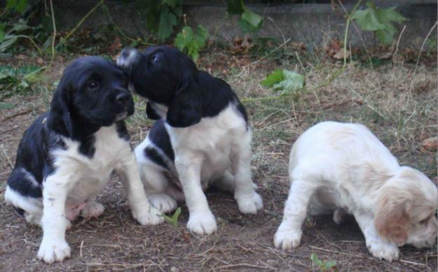 cachorros Epagneul Breton