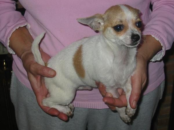 Chihuahua macho,nto.01.08.09,pedigree.450 Eur.