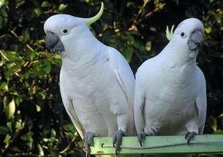 1 año de edad Cockatoo