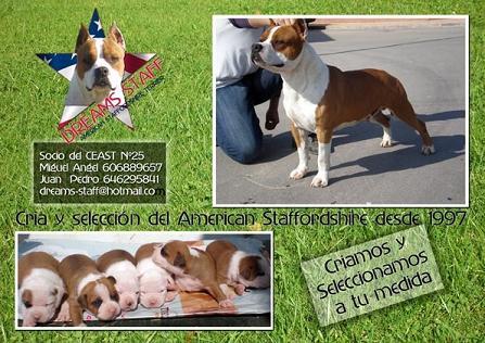 AMERICAN STAFFORDSHIRE TERRIER CACHORROS