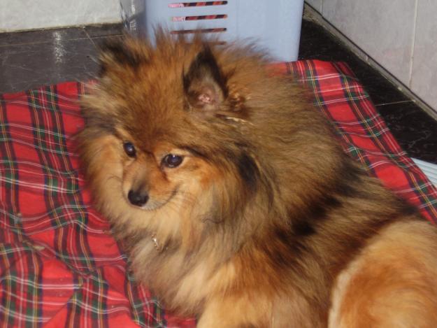 cachorros pomerania