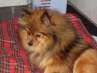 cachorros pomerania - mejor precio | unprecio.es