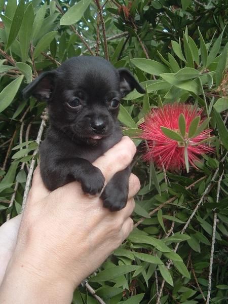 Chihuahua color chocolate calidad y pedigree