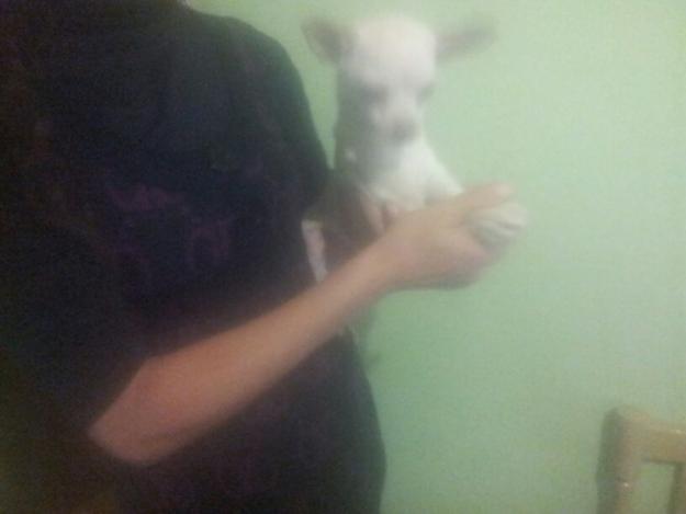 chihuahua macho 7 meses con pedigre en mano