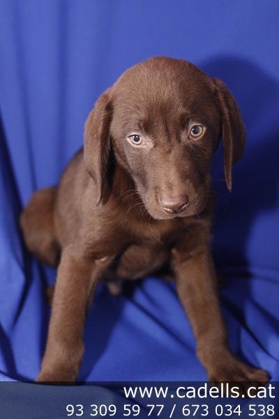 Espectaculares cachorros de Labrador Retriever, microchip, vacunados, con garantía, etc.