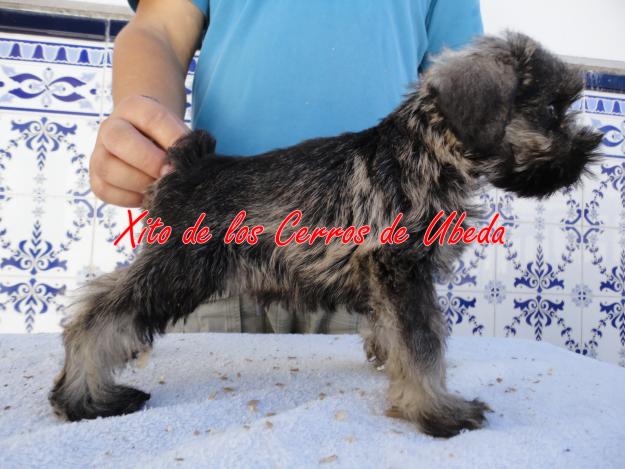 Excelente camada de schnauzer mini sal y pimienta