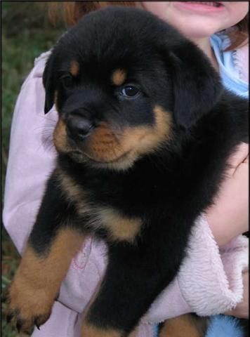 ROTTWEILERS NACIONALES