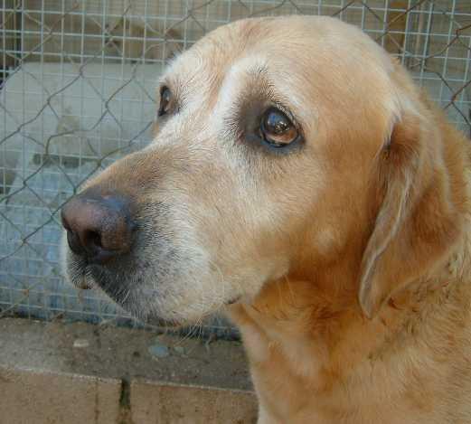 ¡¡Adopto animales en A Coruña!!