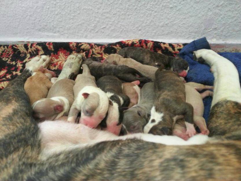 Cachorros American Staffordshire