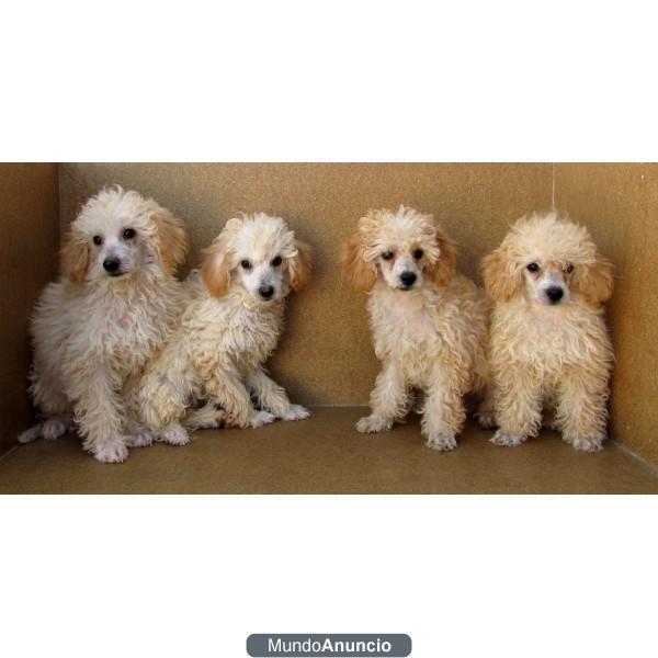 Cachorros de Caniches color crema, 160€