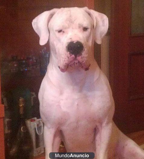 DOGO ARGENTINO PARA MONTAS