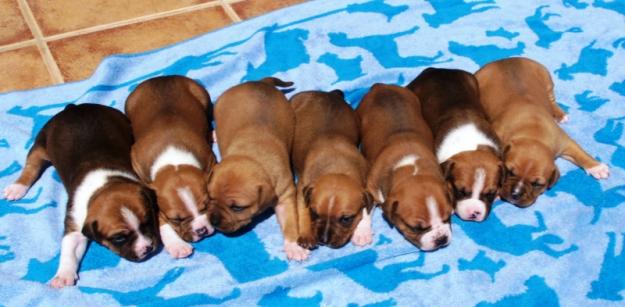 Excelentes cachorras hijas de padre campeón American Staffordshire