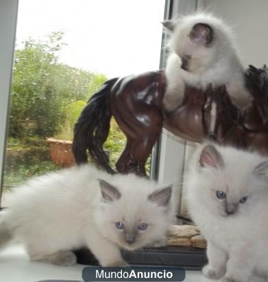 Gatitos adorables Ragdoll