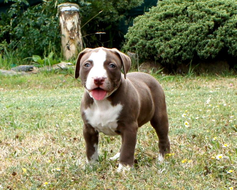 Pit Bull - Alta Seleccion