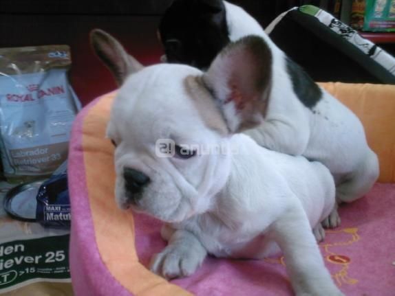 PRECIOSOS CACHORROS DE BULLDOG FRANCES