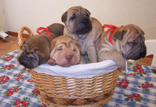 SE VENDEN CACHORROS DE SHAR PEI