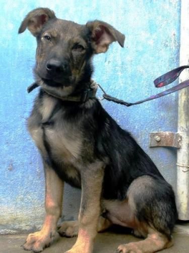 URKO, CACHORRON DE PASTOR ALEMAN EN ADOPCION...