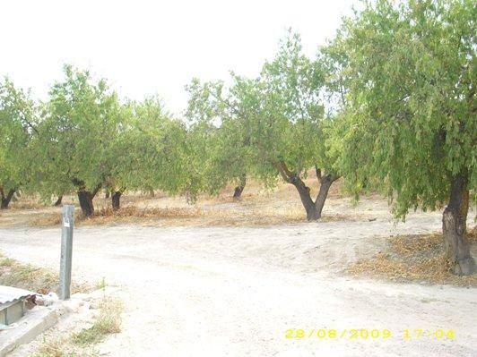 Vendo Finca de 60 Almendros en Huelma Jaen