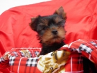 Yorkshire terrier.Nacidos en Coruña - mejor precio | unprecio.es