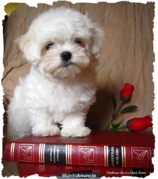 Bichon Maltes De La Xana Astur