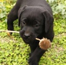 cachorros de labrador retriever