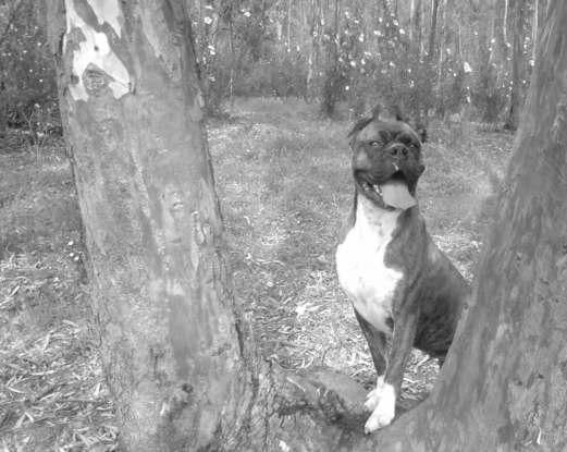 camada de boxer