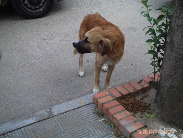 Canela está en la calle, necesita un hogar!