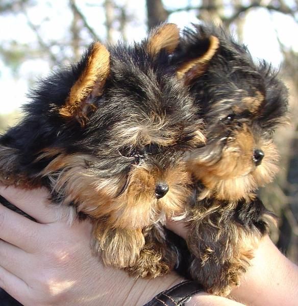 Excelentes yorkshire terrier