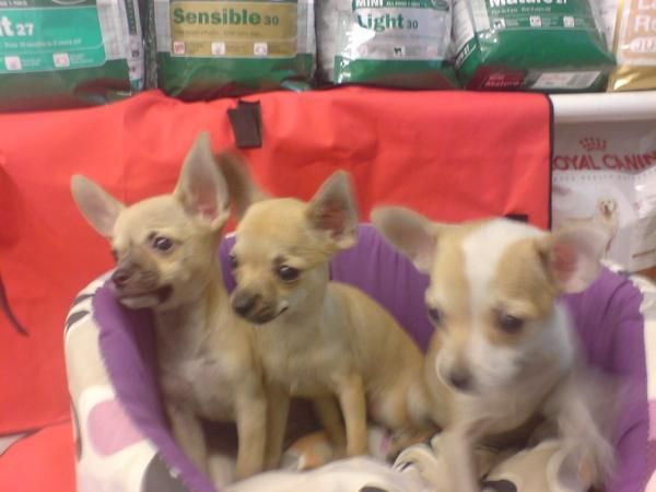 Perros  Miniaturas , Toy , Pequeños venta cachorritos