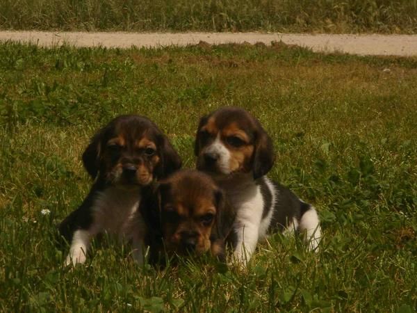 preciosa camada de beagle