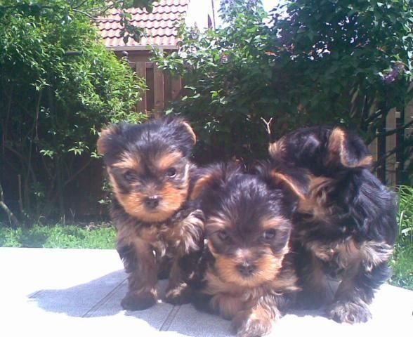 REGALO CACHORROS DE RAZA