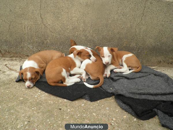 se vende cachorros de podenco andaluz