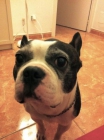 Regalo en adopción precioso boston terrier - mejor precio | unprecio.es