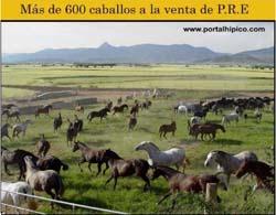 Caballos Pura Raza Española